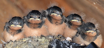 A newly formed quintet of five baby swallows. Photo by Alex Shapiro.